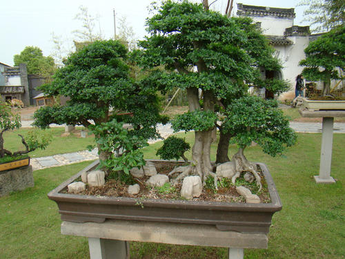 綠化養(yǎng)護(hù)盆景的修剪